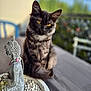 cat, black_cat, yellow_eyes, buddha_statue, table, pebbles, decorative, indoor, portrait, animal, feline, fur, sitting, still_life, serene, peaceful, closeup, focus, soft_light, background_blur