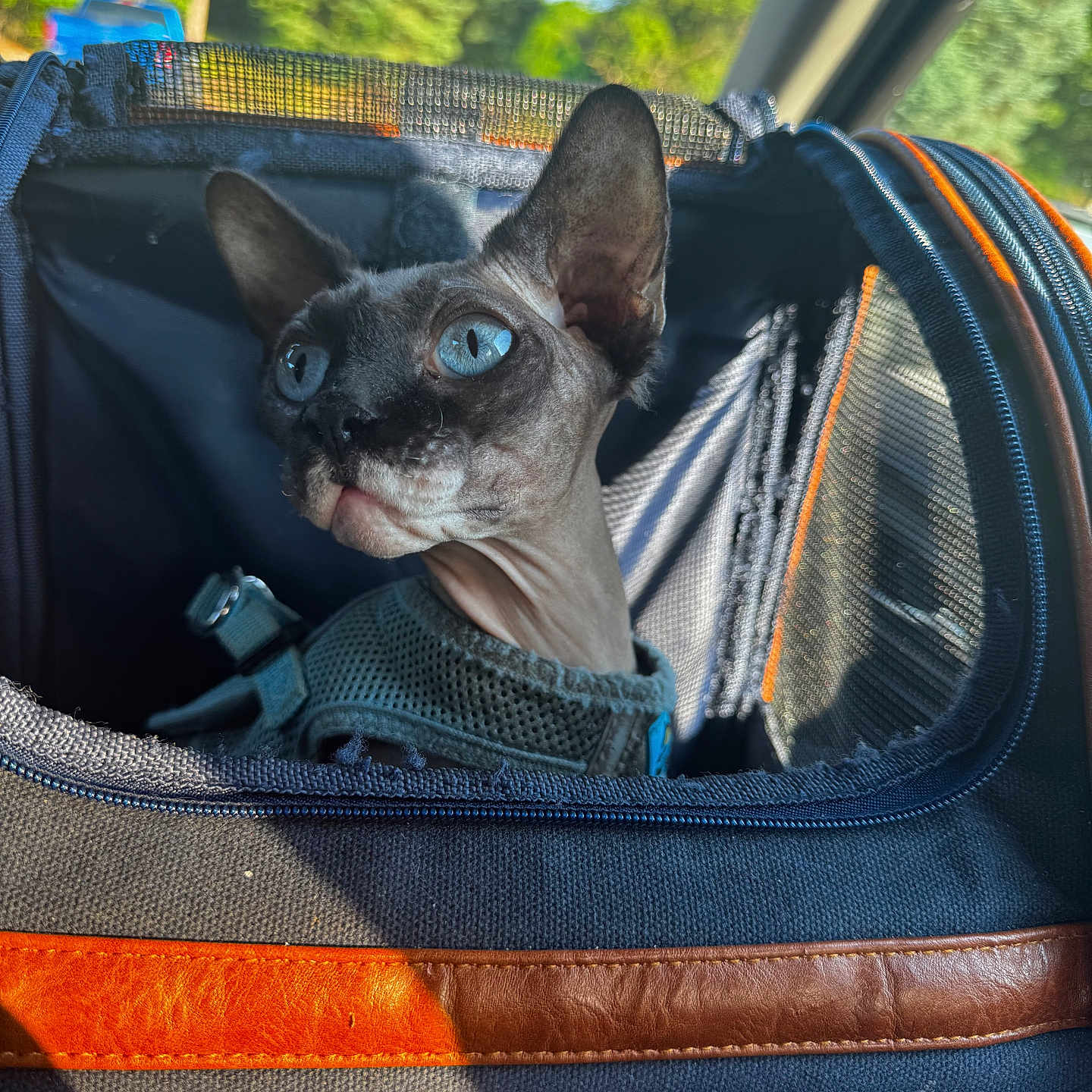 Mateo