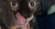 Mateo is registered to the contest to win money with this photo: dog, pet, tongue, close_up, blurry, indoor, bowl, animal, ears, face, floor, background, canine, licking, fur, mouth, eyes, domestic, cute, expression