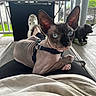 Mateo is registered to the contest to win money with this photo: sphynx_cat, hairless_cat, blue_eyes, pet, animal, lap, person, clothing, black_pants, beige_shirt, porch, grill, crocs, cat_statue, outdoor, relaxing, close_up, domestic_animal, companion, furniture