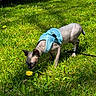 Mateo is registered to the contest to win money with this photo: sphynx_cat, hairless_cat, cat, blue_harness, leash, grass, dandelion, flower, outdoor, sunlight, greenery, plant, nature, pet, animal, curious, sniffing, daylight, wall, shadow