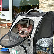 Mateo joined the competition — help win amazing prizes! sphynx_cat, cat, pet_carrier, backpack, blue_eyes, wrinkled_skin, outdoor, table, water_bottle, mesh_pocket, stone_wall, window, reflection, daylight, animal, pet, curious, face, container, leisure