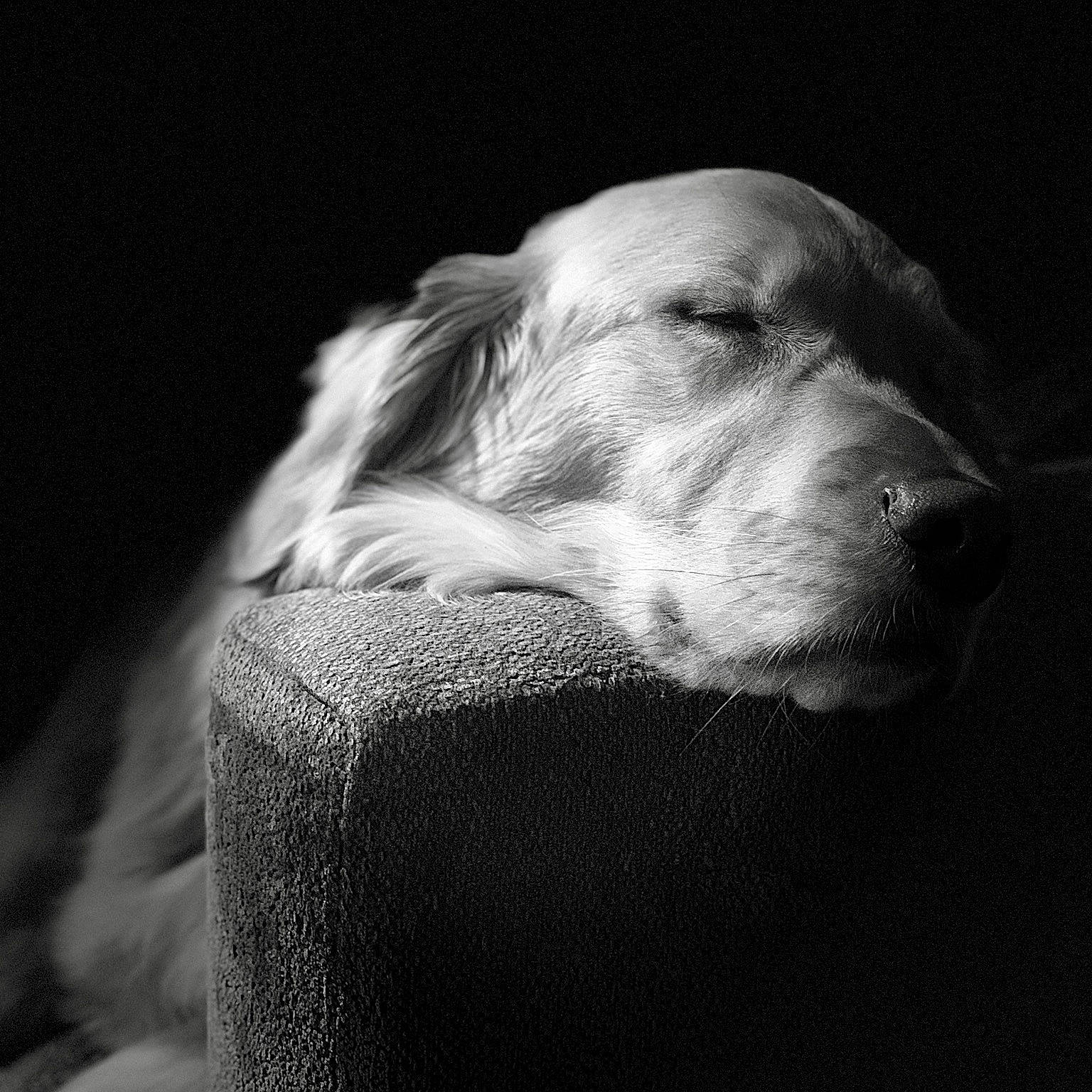 Ruby is registered to the contest to win money with this photo: black, black_and_white, canidae, carnivore, companion_dog, dog, dog_breed, golden_retriever, monochrome, monochrome_photography, photography, retriever, setter, snout, spinone_italiano, sporting_group, whiskers