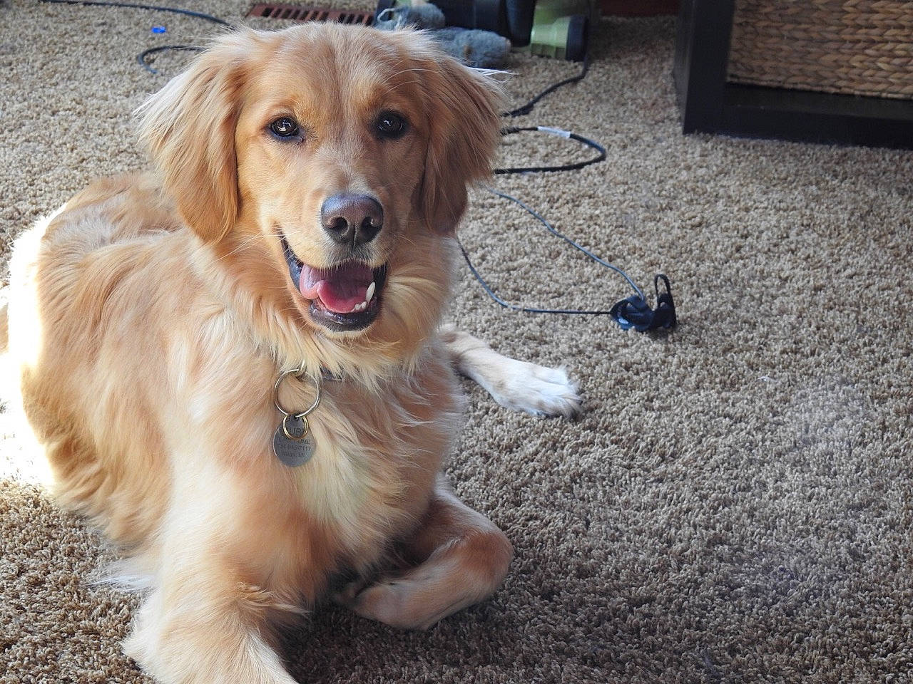 Ruby joined the competition — help win amazing prizes! basque_shepherd_dog, canidae, carnivore, companion_dog, dog, dog_breed, fawn, fur, golden_retriever, hovawart, mammal, paw, puppy, rare_breed_dog, retriever, small_greek_domestic_dog, sporting_group, vertebrate