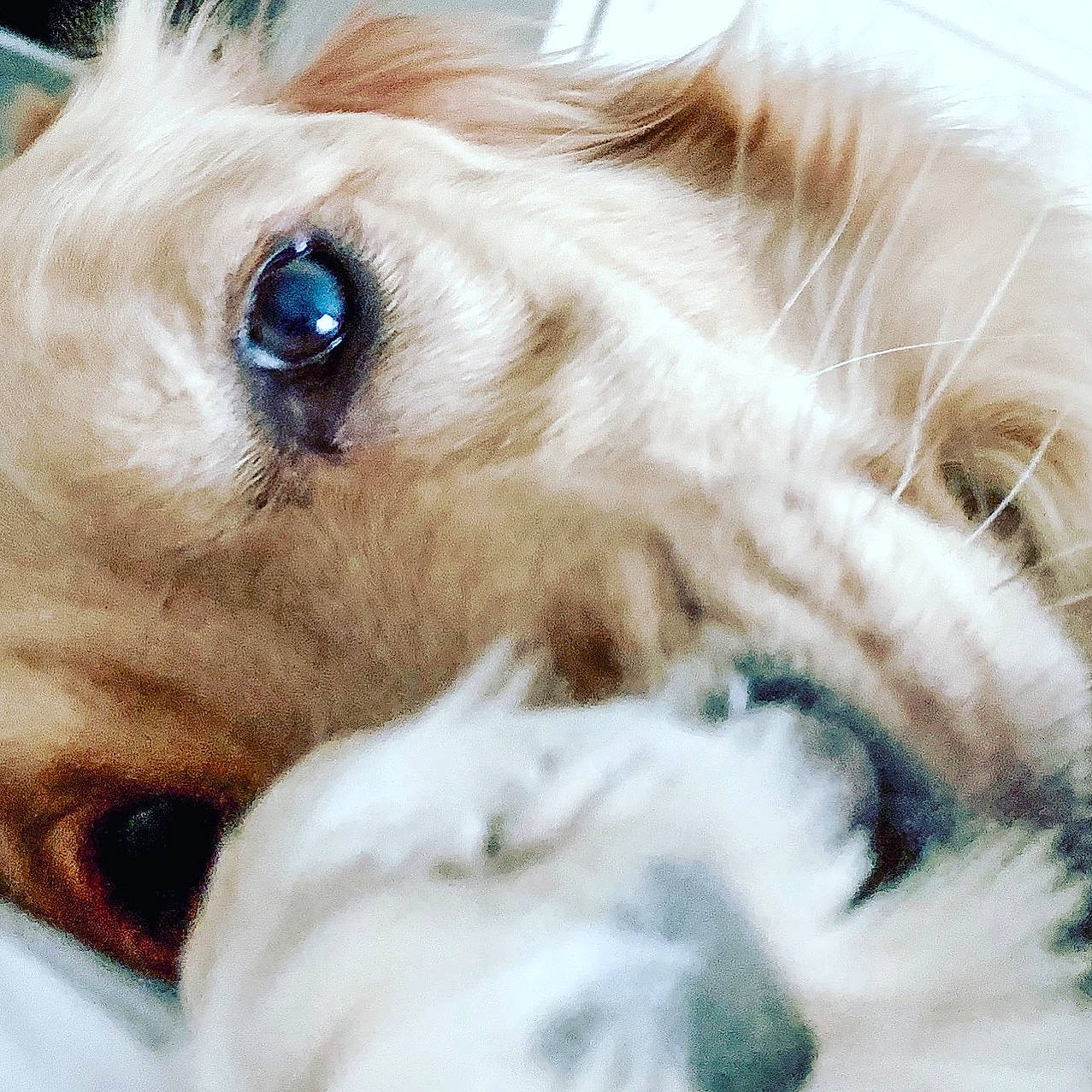 Ruby joined the competition — help win amazing prizes! canidae, carnivore, companion_dog, dog, dog_breed, ear, eye, fur, nose, puppy, puppy_love, snout, sporting_group, whiskers