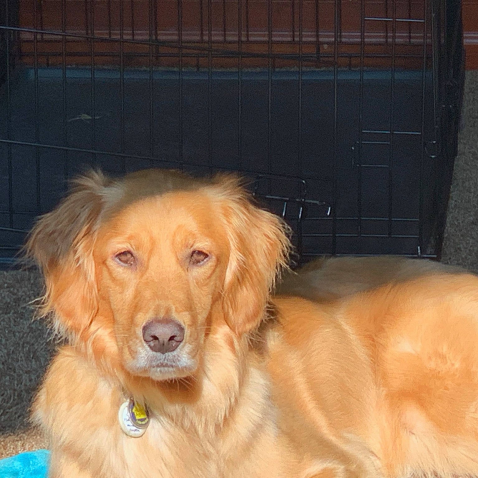 Ruby joined the competition — help win amazing prizes! canidae, carnivore, companion_dog, dog, dog_breed, fawn, golden_retriever, guard_dog, hovawart, mammal, nova_scotia_duck_tolling_retriever, rare_breed_dog, retriever, small_greek_domestic_dog, snout, sporting_group, vertebrate, whiskers