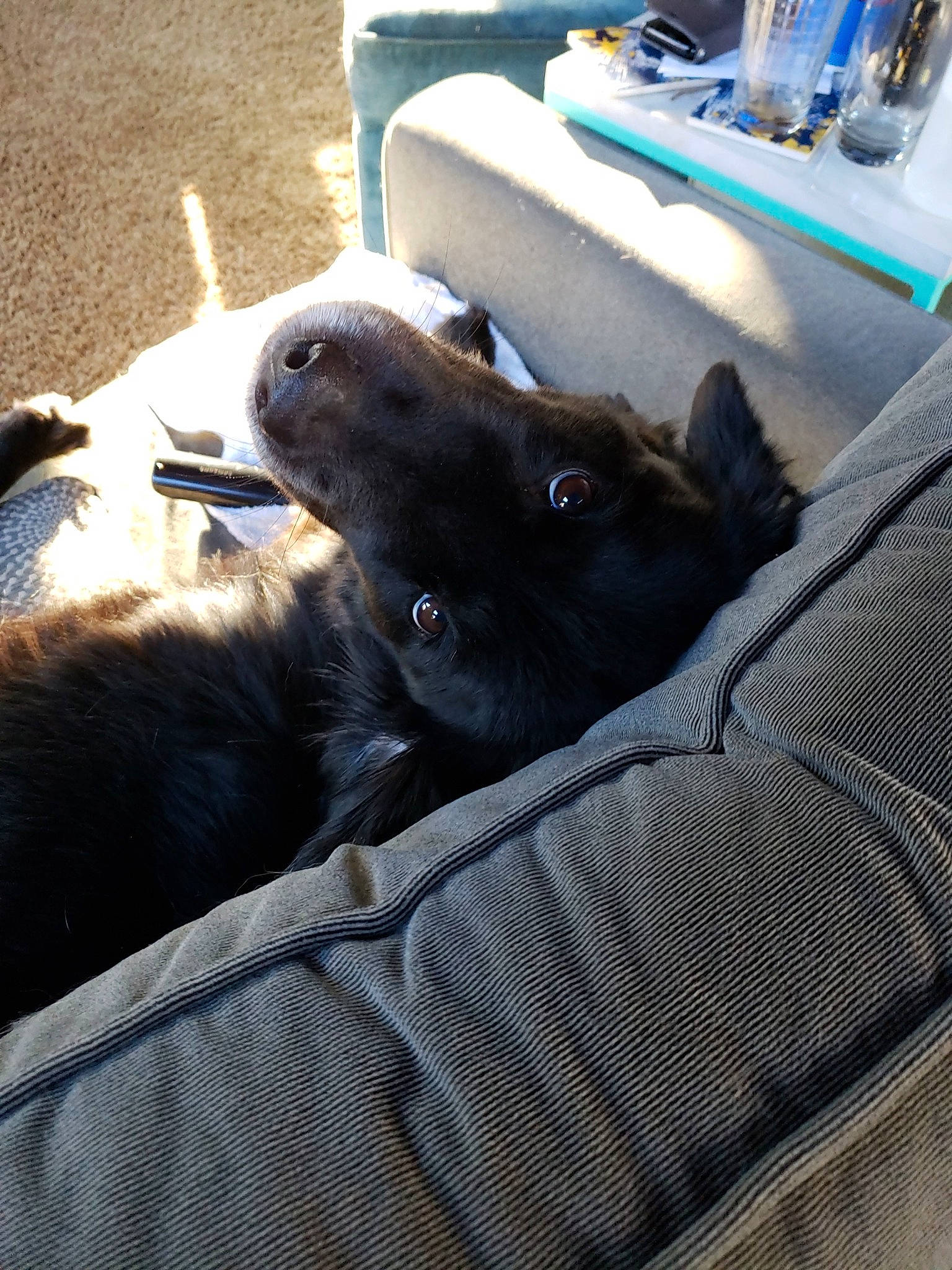 Mac is registered to the contest to win money with this photo: canidae, carnivore, companion_dog, dog, dog_breed, fur, puppy, rabbit, rabbits_and_hares, sporting_group