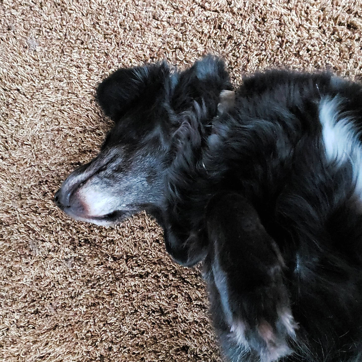 Mac joined the competition — help win amazing prizes! canidae, carnivore, companion_dog, dog, dog_breed, fur, silken_windhound, sporting_group