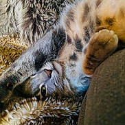 Sir Jorah Meowmont joined the competition — help win amazing prizes! animal, blanket, cat, closeup, comfort, cozy, cute, domestic, feline, fur, indoor, mammal, paw, pet, relaxing, resting, sleeping, soft, tabby, whiskers