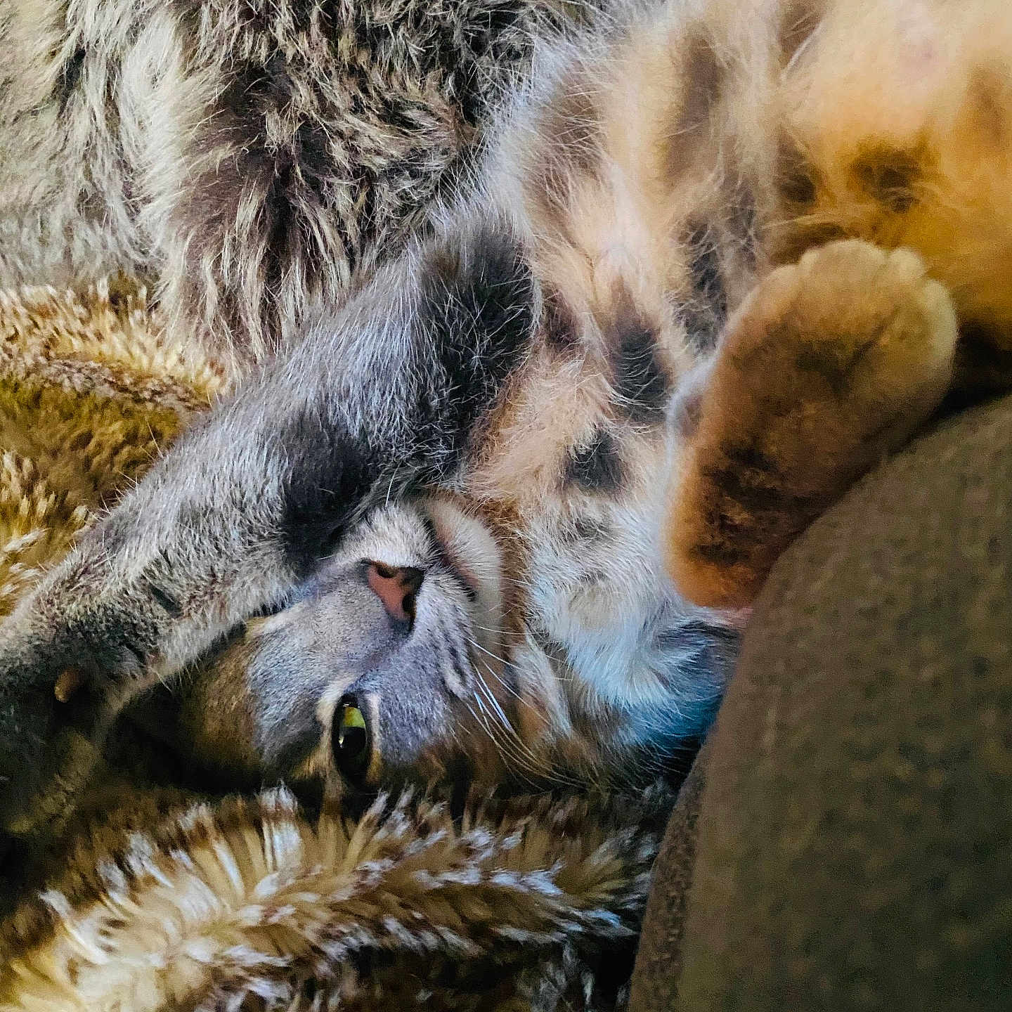 Sir Jorah Meowmont joined the competition — help win amazing prizes! animal, blanket, cat, closeup, comfort, cozy, cute, domestic, feline, fur, indoor, mammal, paw, pet, relaxing, resting, sleeping, soft, tabby, whiskers