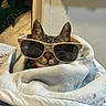 animal, blanket, cat, comfort, cozy, cute, cute_pet, ears, fur, home, indoor, nap, pet, relaxed, resting, shade, soft, sunglasses, tabby, wrapped
