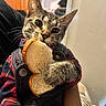 Tiger joined the competition — help win amazing prizes! animal, bread, cat, closeup, clothing, cozy, cute, denim_overalls, domestic, furry, holding, indoor, looking, pet, plaid_shirt, playful, snacking, soft_light, tabby, whiskers