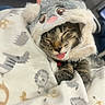 Tiger joined the competition — help win amazing prizes! adorable, animal_prints, blanket, cat, closeup, cozy, cute, feline, fluffy_hat, hat, indoor, paw, pet, relaxed, resting, sleeping, soft, tabby, tongue_out, warm