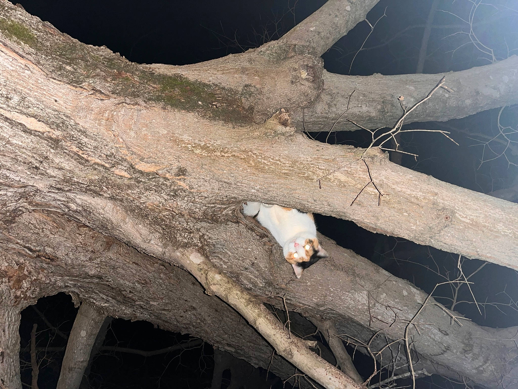 Callie joined the competition — help win amazing prizes! branch, driftwood, grass, natural_material, organism, plant, plant_stem, sky, soil, tints_and_shades, tree, trunk, twig, wood