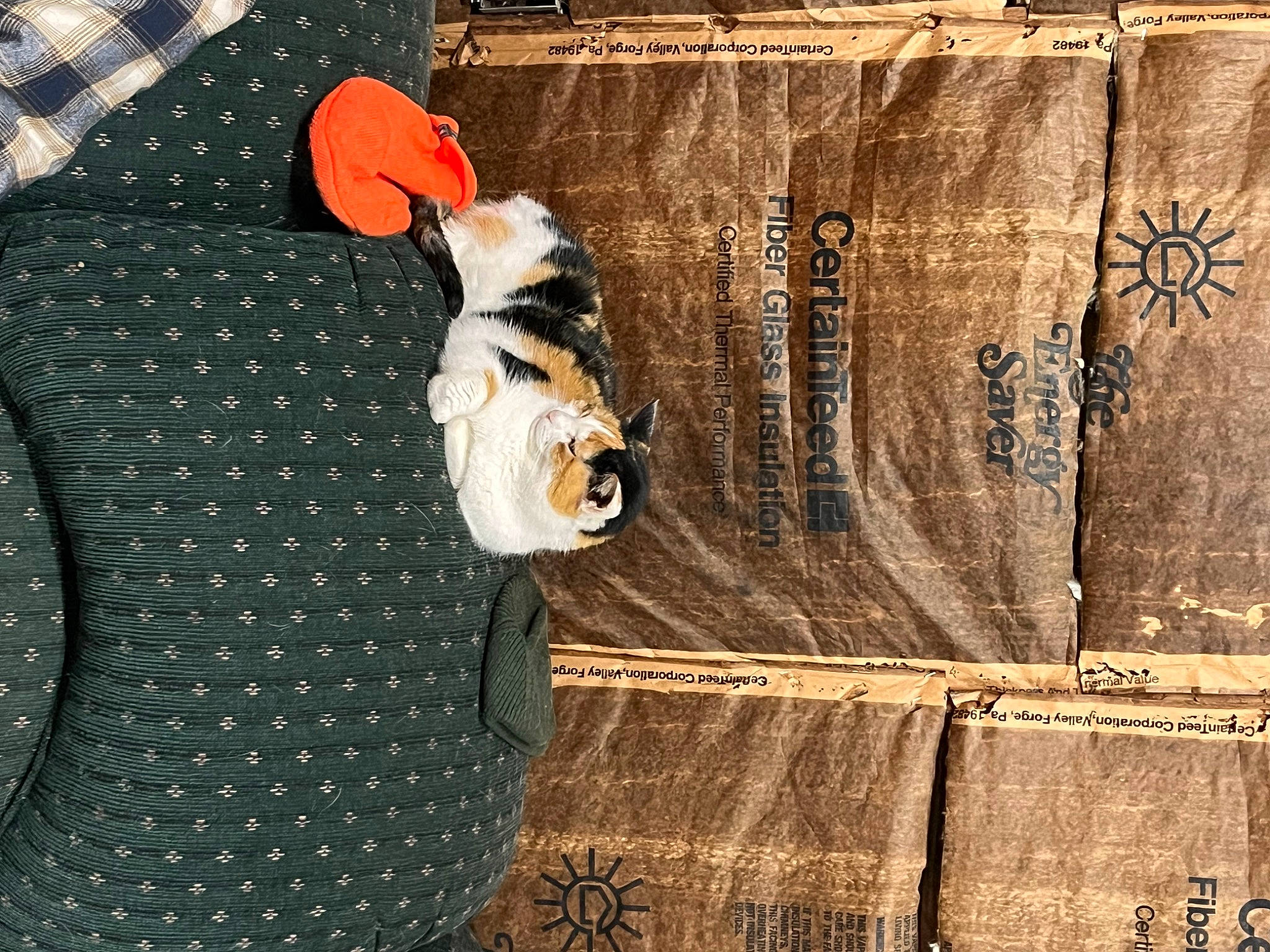 Callie joined the competition — help win amazing prizes! art, carmine, door, flooring, font, fur, hardwood, hat, pattern, plywood, shadow, soil, sunglasses, tints_and_shades, toy, visual_arts, wood, wood_stain