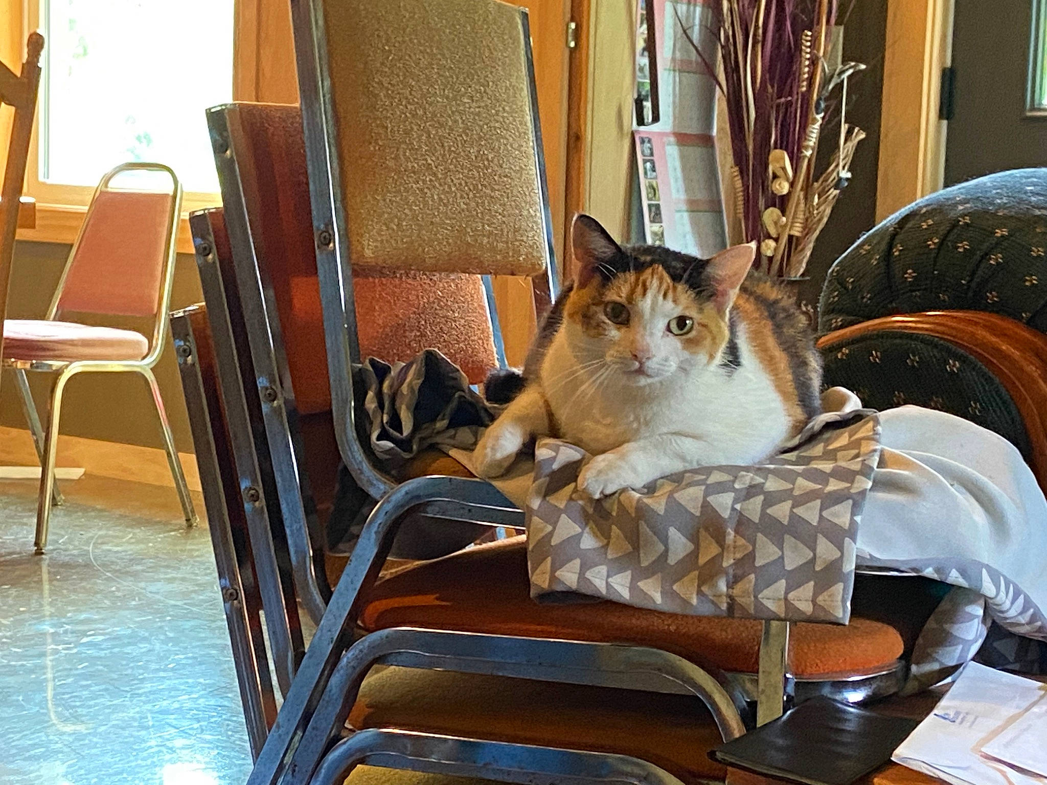 Callie joined the competition — help win amazing prizes! carnivore, cat, chair, comfort, companion_dog, domestic_short_haired_cat, fawn, felidae, flooring, flowerpot, fur, hardwood, houseplant, leisure, living_room, sitting, small_to_medium_sized_cats, tail, whiskers, wood