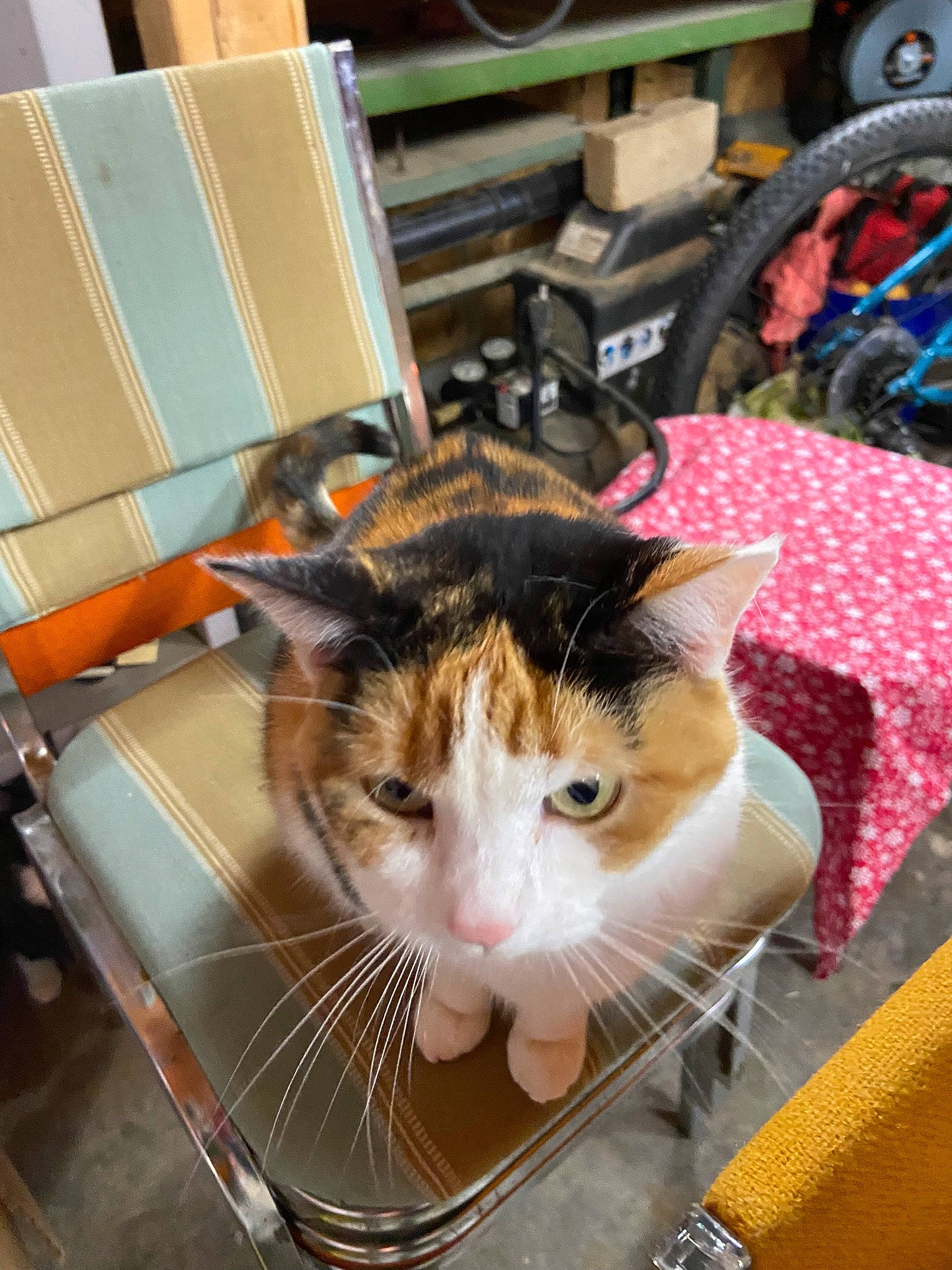 Callie is registered to the contest to win money with this photo: box, cardboard, carnivore, cat, chair, collar, comfort, domestic_short_haired_cat, felidae, fur, packaging_and_labeling, pet_supply, room, shipping_box, small_to_medium_sized_cats, tail, tire, wheel, whiskers, window