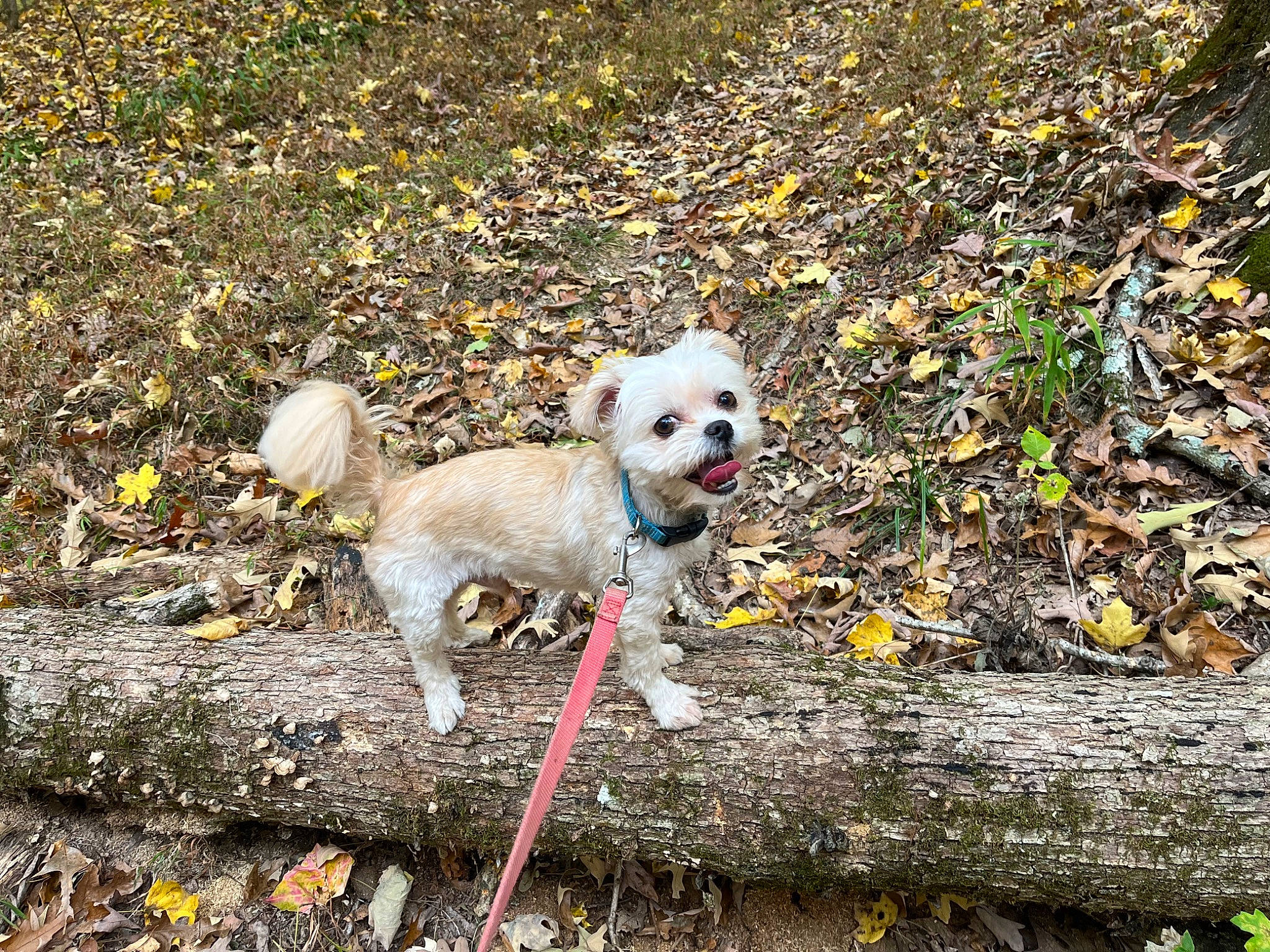 Maxwell is registered to the contest to win money with this photo: adventure, canidae, carnivore, companion_dog, dog, dog_breed, dog_supply, fawn, grass, non_sporting_group, pet_supply, plant, soil, sporting_group, tail, toy_dog, walking, wood, working_animal