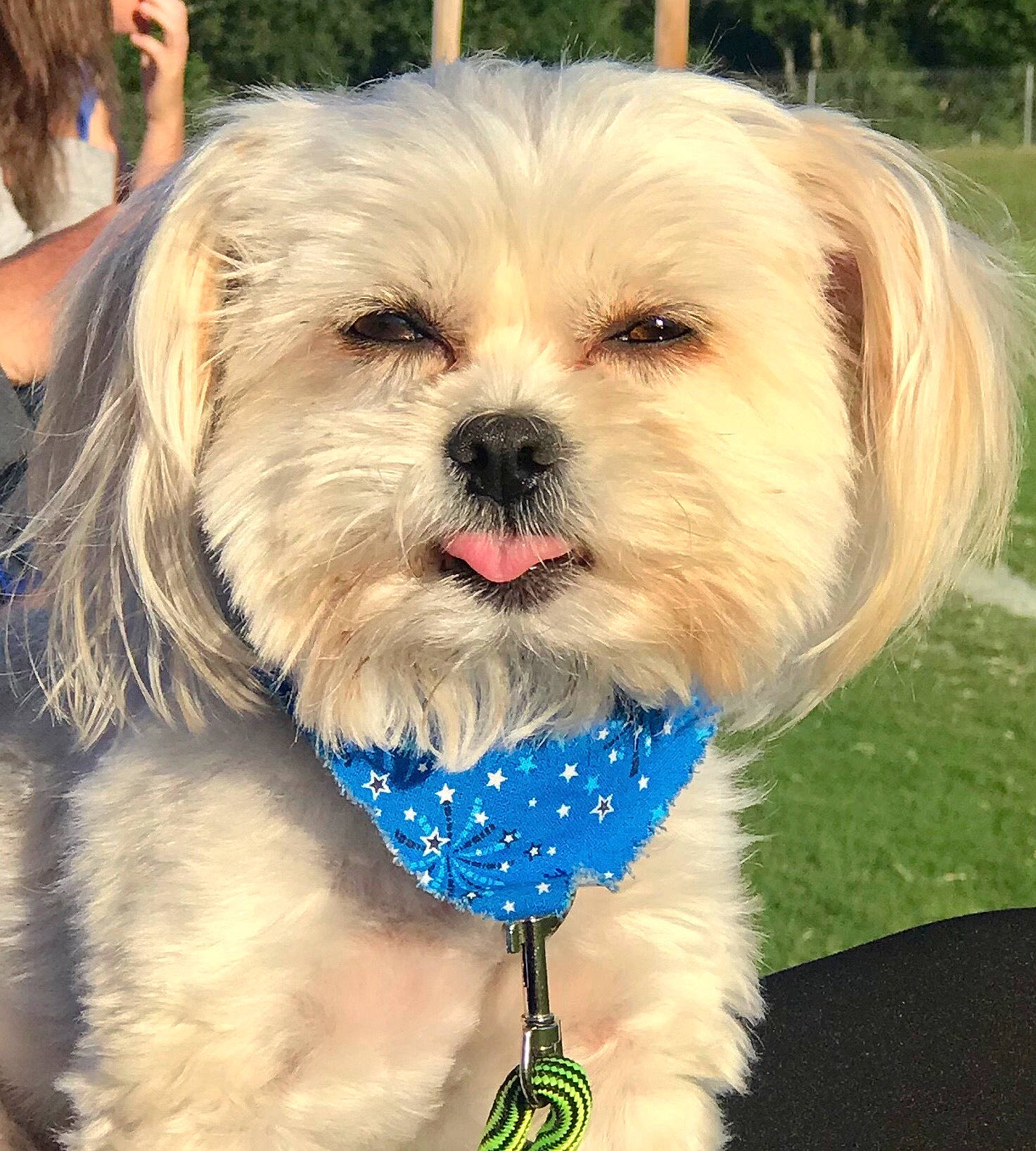 Maxwell is registered to the contest to win money with this photo: canidae, carnivore, collar, companion_dog, dog, dog_breed, dog_clothes, dog_collar, dog_supply, fashion_accessory, fur, happy, maltepoo, pet_supply, plant, puppy_love, small_terrier, sporting_group, terrier, toy_dog