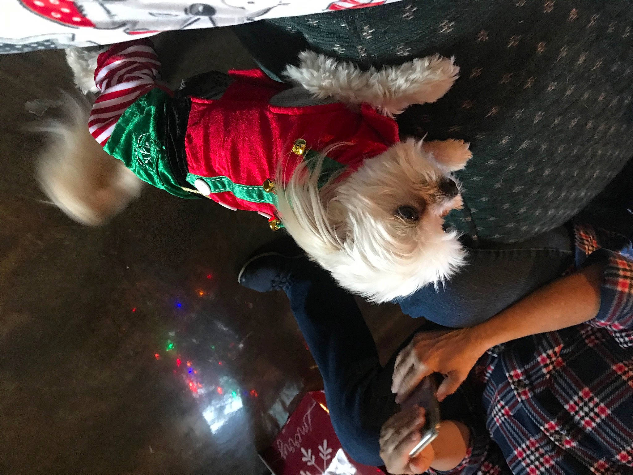 Maxwell joined the competition — help win amazing prizes! canidae, carnivore, companion_dog, dog, dog_breed, dog_clothes, dog_supply, event, fawn, fur, pattern, plaid, small_terrier, snout, sporting_group, t_shirt, tartan, terrier, toy_dog, working_animal