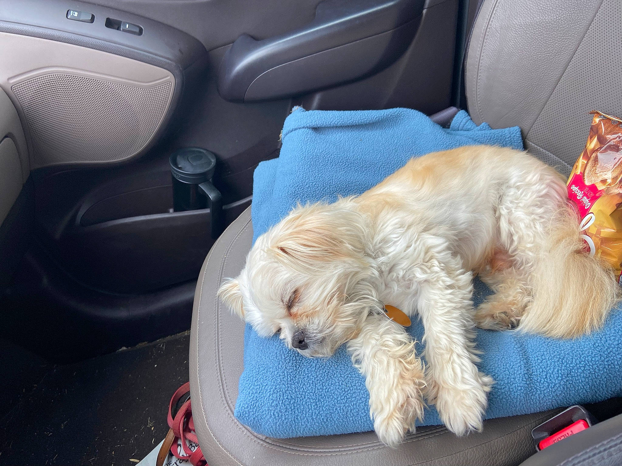 Maxwell joined the competition — help win amazing prizes! auto_part, car, car_seat, car_seat_cover, carnivore, collar, comfort, companion_dog, dog, dog_breed, dog_collar, dog_supply, head_restraint, motor_vehicle, personal_luxury_car, terrier, toy_dog, vehicle, vehicle_door, water_dog