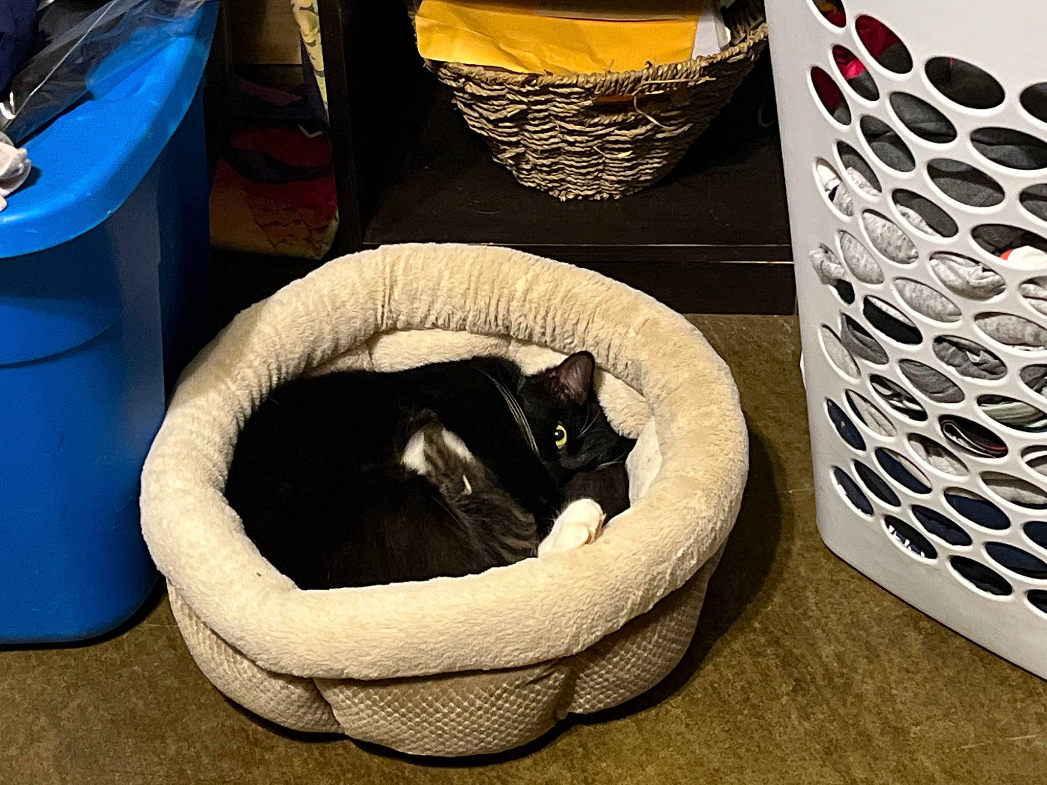 Gracey is registered to the contest to win money with this photo: bag, basket, blue, carnivore, cat, cat_bed, cat_supply, comfort, electric_blue, felidae, fur, household_supply, linens, mammal, mesh, pet_supply, rectangle, small_to_medium_sized_cats, vertebrate, whiskers