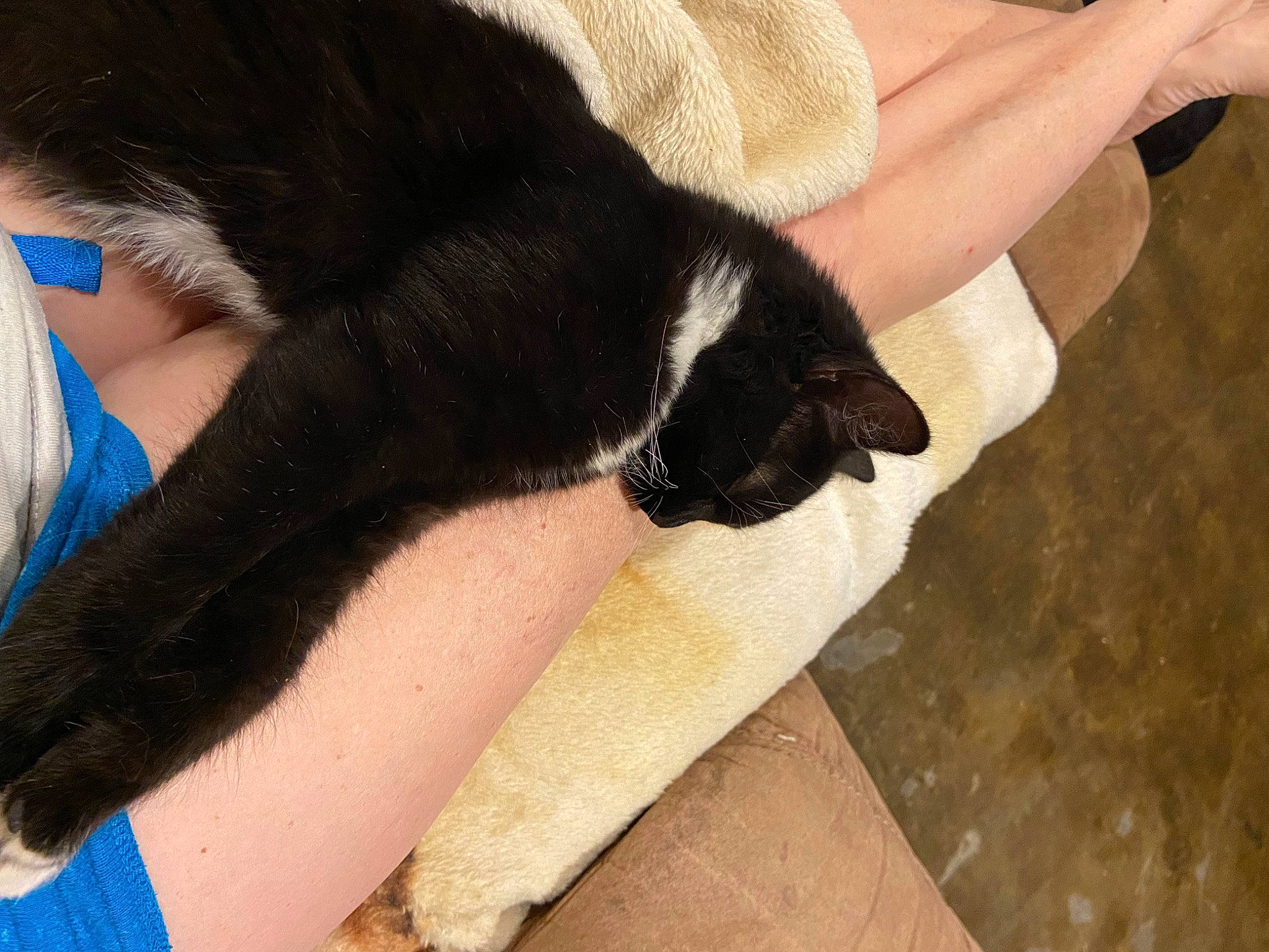 Gracey joined the competition — help win amazing prizes! calf, carnivore, comfort, fawn, felidae, finger, flooring, gesture, human_leg, joint, knee, leg, nail, small_to_medium_sized_cats, snout, tail, thigh, thumb, wood, wrist