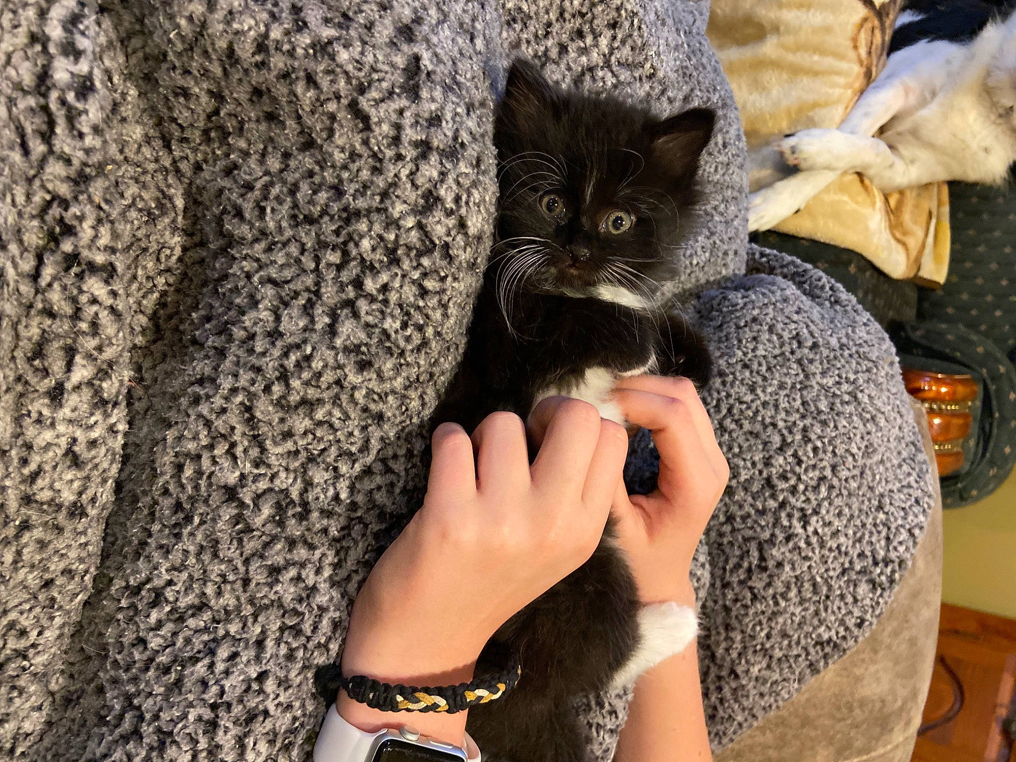 Gracey is registered to the contest to win money with this photo: black_cat, bracelet, carnivore, cat, claw, comfort, domestic_short_haired_cat, fashion_accessory, felidae, fur, gesture, jewellery, lap, nail, pattern, sitting, small_to_medium_sized_cats, tree, whiskers, wrist
