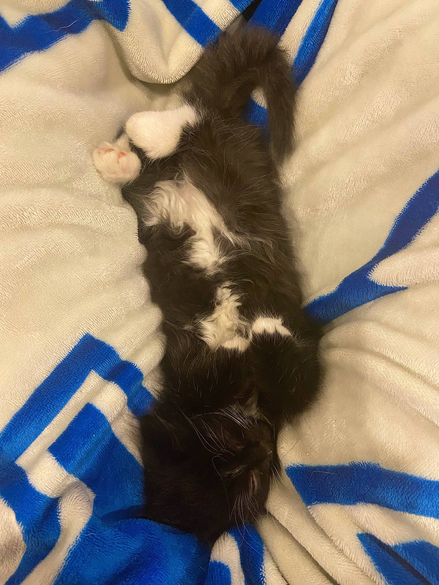 Gracey joined the competition — help win amazing prizes! black_cat, blue, carnivore, cat, claw, comfort, dog_breed, domestic_short_haired_cat, electric_blue, felidae, foot, fur, gesture, human_leg, pattern, paw, small_to_medium_sized_cats, tail, textile, whiskers