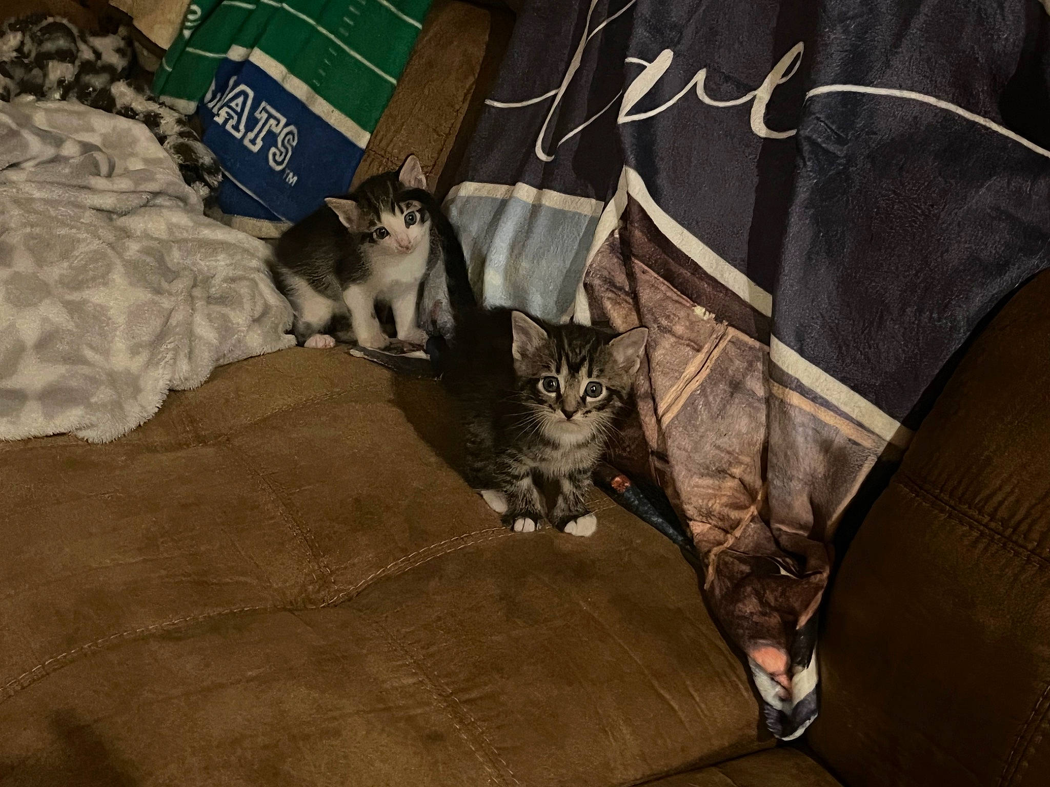 Tabby joined the competition — help win amazing prizes! bag, bedding, brown, carnivore, cat, comfort, domestic_short_haired_cat, fawn, felidae, fur, grey, linens, mammal, sleeve, small_to_medium_sized_cats, tail, vertebrate, whiskers, wildlife, wood