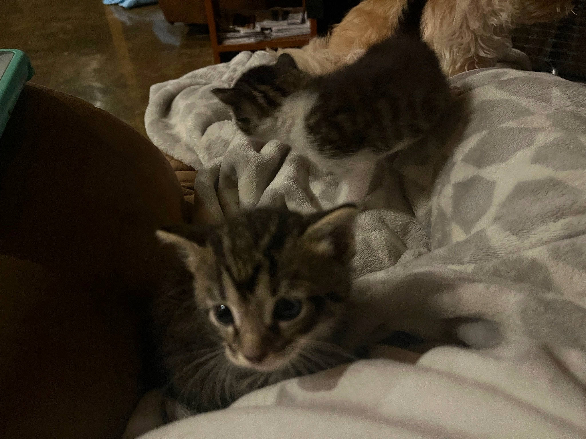 Tabby is registered to the contest to win money with this photo: bed, carnivore, cat, comfort, domestic_short_haired_cat, fawn, felidae, fur, linens, mammal, paw, room, small_to_medium_sized_cats, snout, tail, whiskers