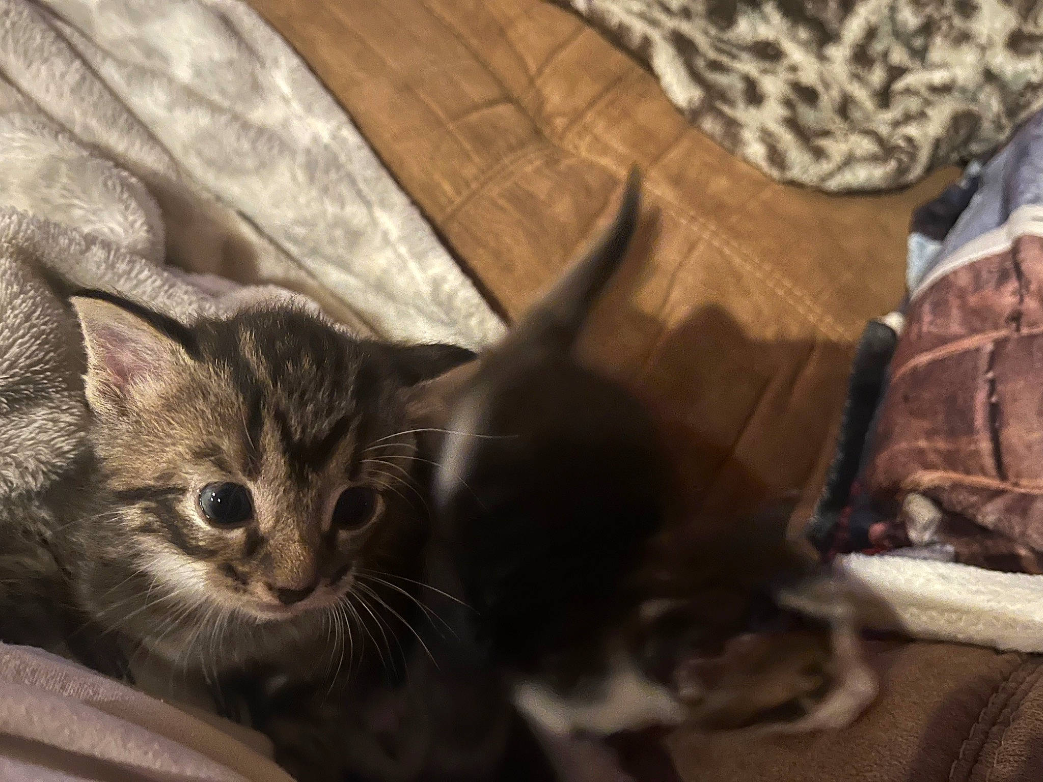 Tabby joined the competition — help win amazing prizes! carnivore, cat, comfort, domestic_short_haired_cat, felidae, fur, linens, paw, small_to_medium_sized_cats, snout, whiskers, wood