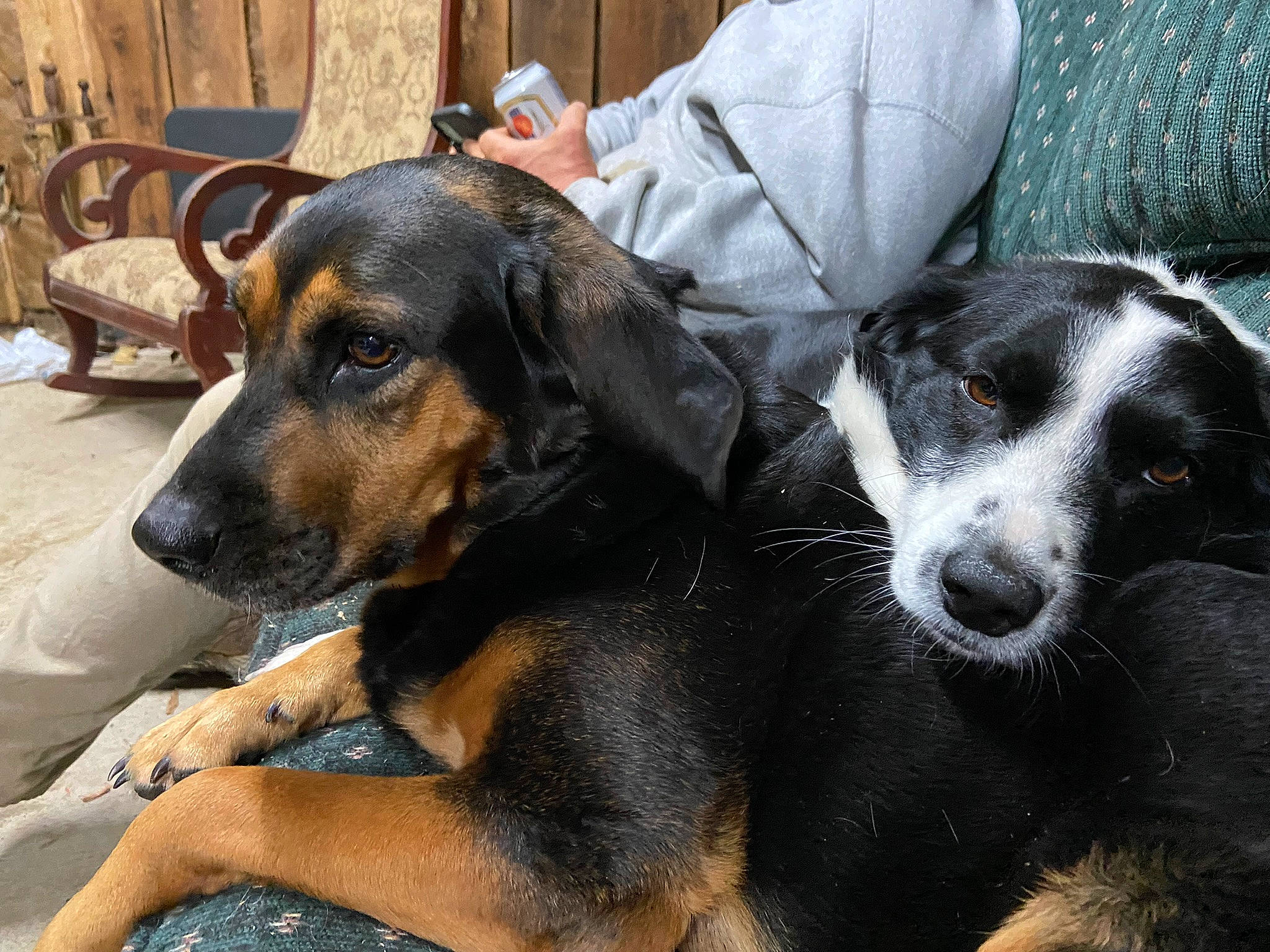 Scout joined the competition — help win amazing prizes! carnivore, chair, companion_dog, dog, dog_breed, hound, hunting_dog, snout, sporting_group, terrestrial_animal, whiskers, working_animal, working_dog