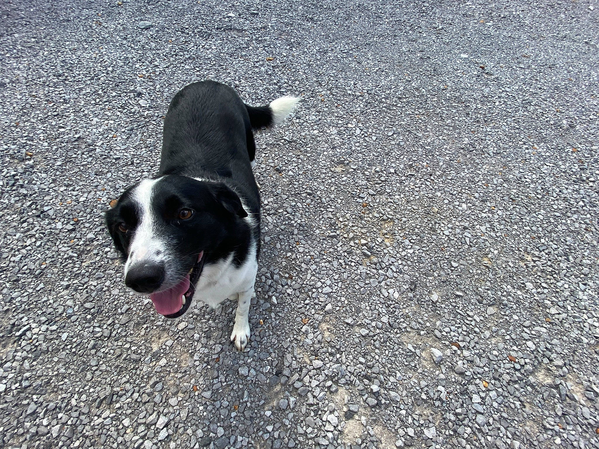 Scout is registered to the contest to win money with this photo: asphalt, carnivore, companion_dog, dog, dog_breed, fur, non_sporting_group, paw, road, road_surface, shadow, soil, sporting_group, tail, tar, terrestrial_animal, whiskers, working_animal, working_dog