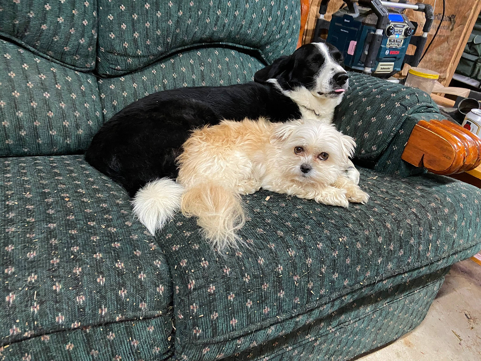 Scout is registered to the contest to win money with this photo: carnivore, comfort, companion_dog, couch, dog, dog_breed, dog_supply, fur, labradoodle, non_sporting_group, pattern, plaid, small_terrier, sporting_group, tartan, terrier, toy, toy_dog, working_animal, yorkipoo