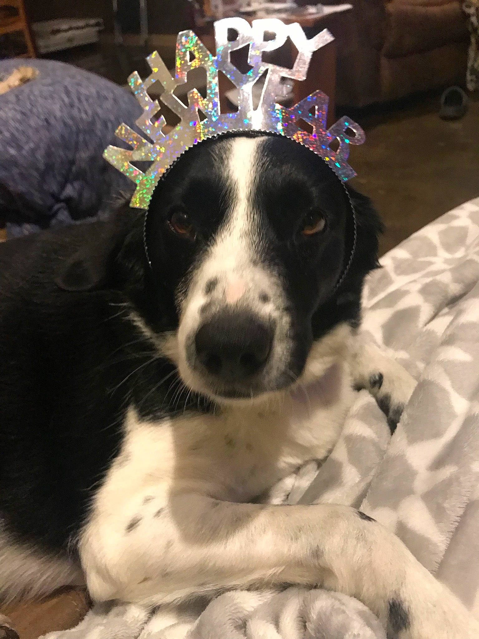 Scout is registered to the contest to win money with this photo: canidae, carnivore, collar, companion_dog, crown, dog, dog_bed, dog_breed, dog_collar, eyewear, fashion_accessory, fur, hat, paw, puppy, puppy_love, sporting_group, toy, whiskers, working_animal