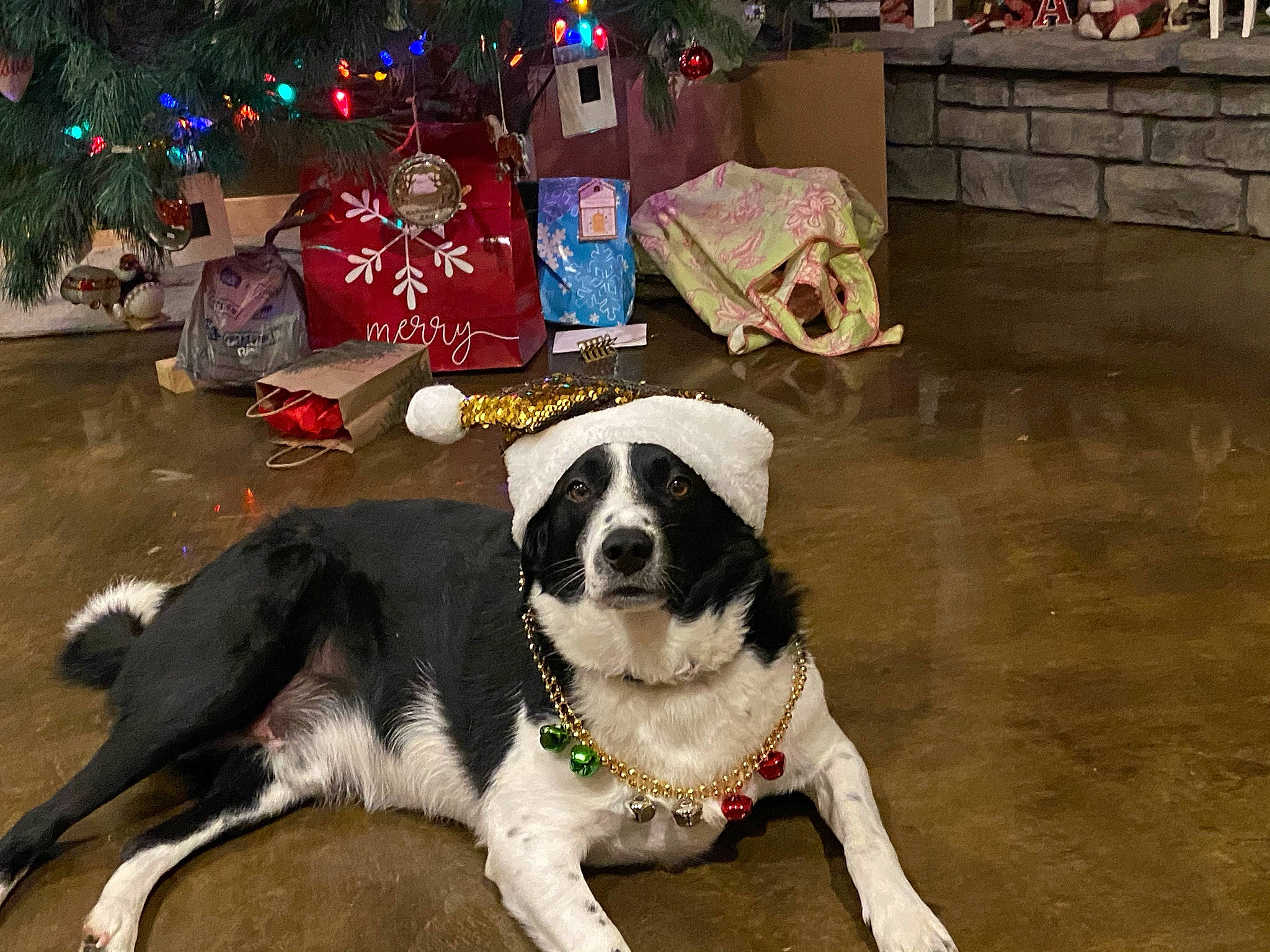 Scout joined the competition — help win amazing prizes! canidae, carnivore, chair, christmas_decoration, christmas_tree, collar, companion_dog, dog, dog_breed, dog_collar, dog_supply, event, flooring, fur, holiday, leash, snout, sporting_group, working_animal, working_dog