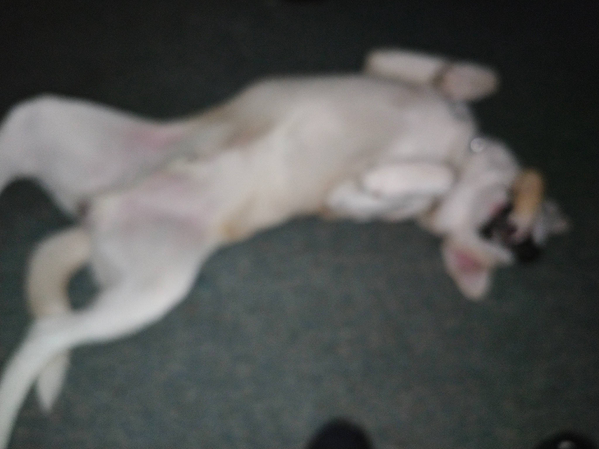 Axle is registered to the contest to win money with this photo: canidae, carnivore, companion_dog, darkness, dog, dog_breed, fawn, felidae, fur, guard_dog, non_sporting_group, paw, puppy, small_to_medium_sized_cats, sporting_group, tail, terrestrial_animal, toy_dog, working_animal