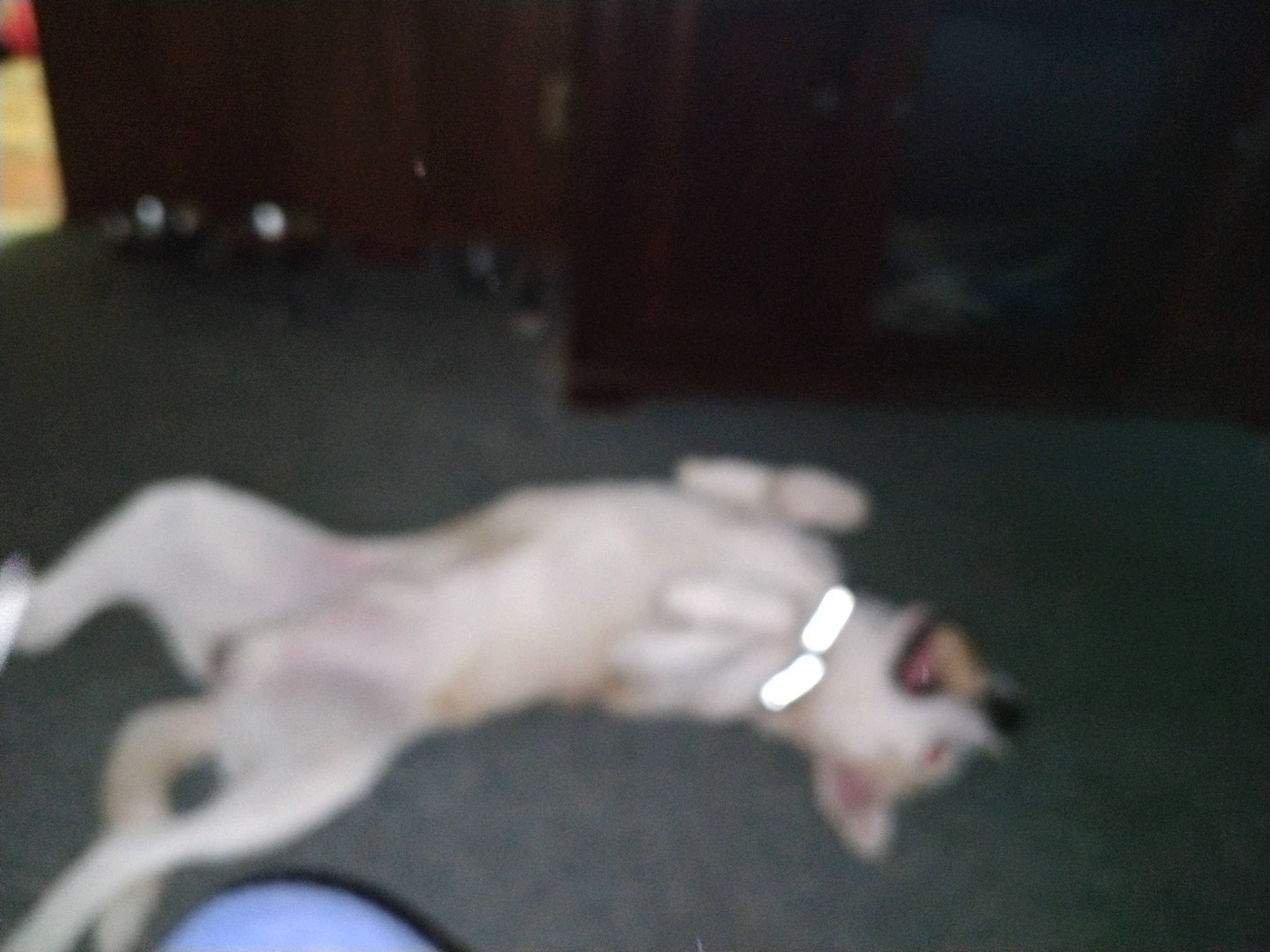 Axle joined the competition — help win amazing prizes! canidae, carnivore, cat, companion_dog, darkness, dog_breed, fawn, felidae, flooring, fur, hardwood, nail, paw, siamese, small_to_medium_sized_cats, snout, sporting_group, tail, whiskers, wrist