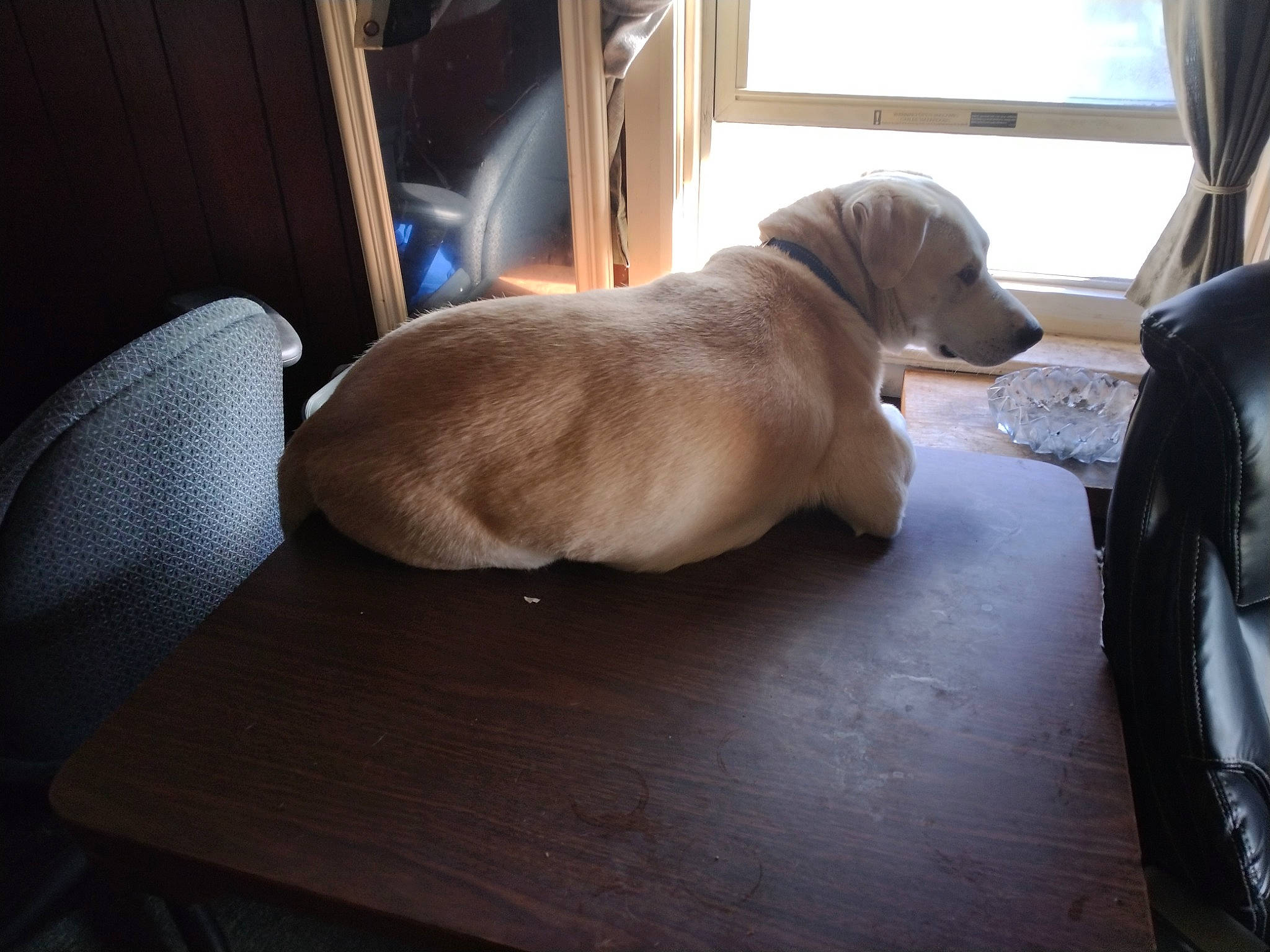 Axle joined the competition — help win amazing prizes! canidae, carnivore, comfort, companion_dog, curtain, dog, dog_breed, fawn, flooring, gun_dog, hardwood, liver, nap, sporting_group, table, tail, whiskers, window, wood, working_animal