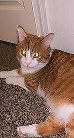 Gizmo joined the competition — help win amazing prizes! carnivore, cat, comfort, domestic_short_haired_cat, fawn, felidae, fur, paw, sitting, small_to_medium_sized_cats, snout, tail, terrestrial_animal, whiskers