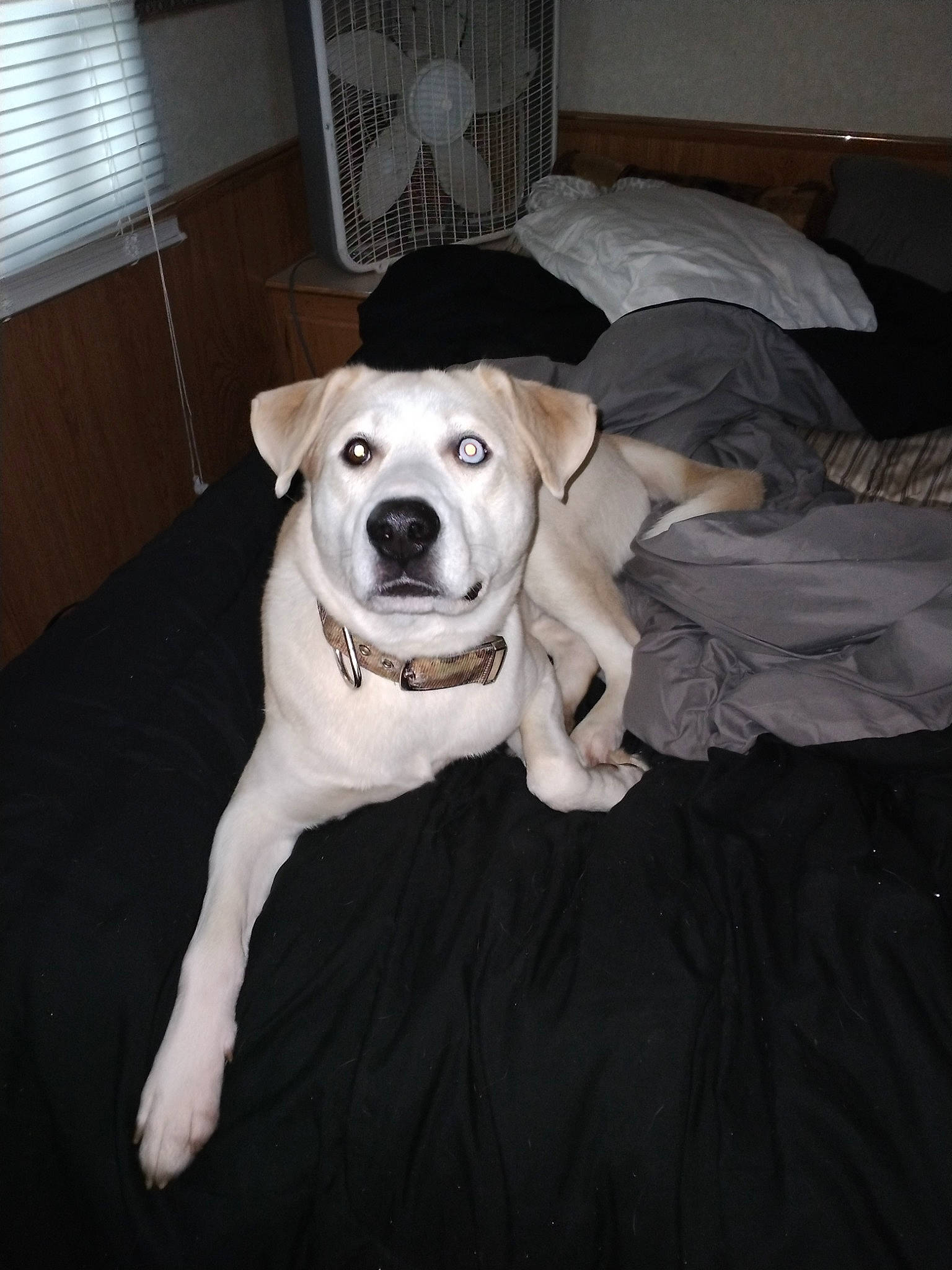 Axle is registered to the contest to win money with this photo: canidae, carnivore, collar, comfort, companion_dog, dog, dog_breed, dog_supply, fawn, floor, flooring, fur, hat, snout, sporting_group, tail, window, window_blind, wood, working_animal