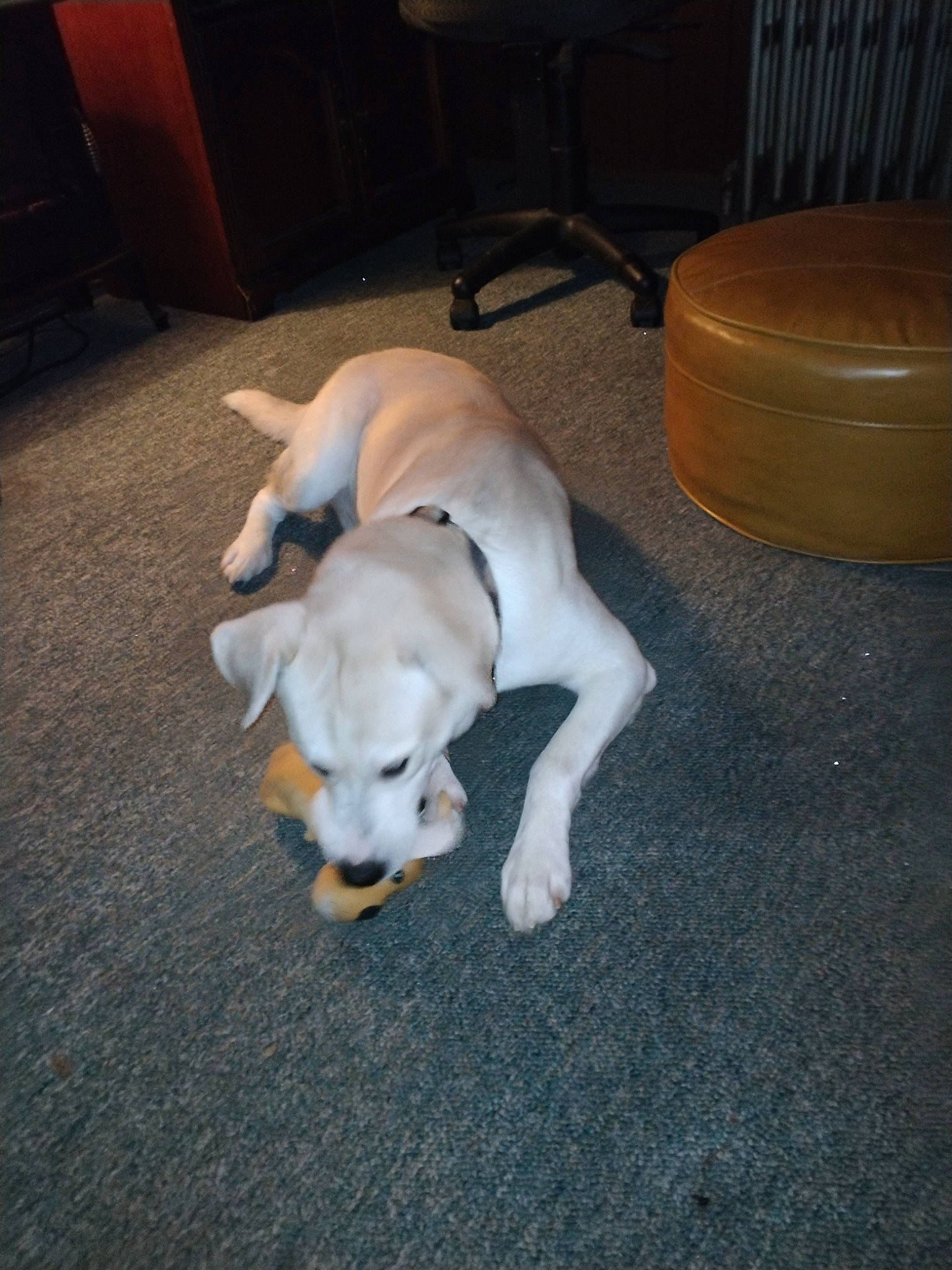 Axle joined the competition — help win amazing prizes! canidae, carnivore, chair, comfort, companion_dog, dog, dog_breed, fawn, floor, flooring, fur, hardwood, non_sporting_group, paw, sporting_group, tail, terrestrial_animal, wood, working_animal