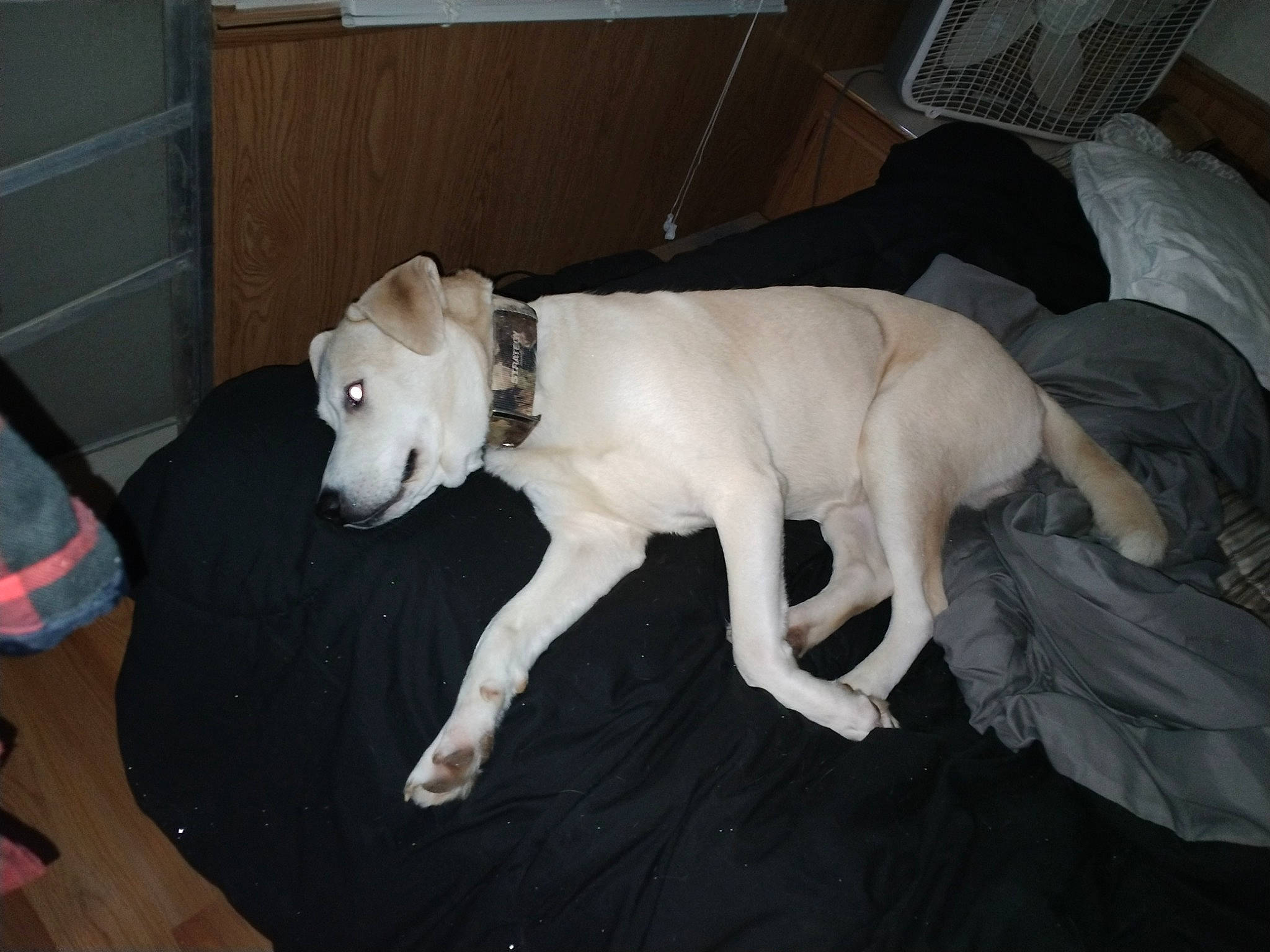 Axle joined the competition — help win amazing prizes! canidae, carnivore, comfort, companion_dog, couch, dog, dog_breed, fawn, floor, flooring, fur, hardwood, non_sporting_group, paw, snout, sporting_group, tail, terrestrial_animal, working_animal