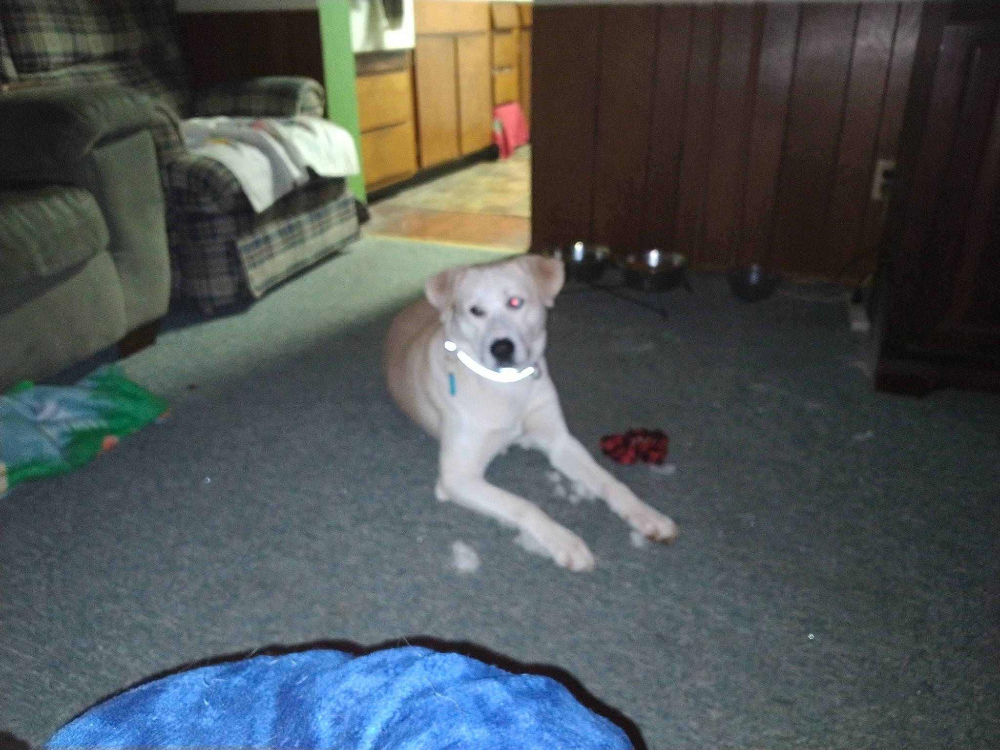 Axle is registered to the contest to win money with this photo: cabinetry, carnivore, comfort, companion_dog, couch, dog, dog_breed, dog_supply, fawn, floor, flooring, hardwood, non_sporting_group, paw, picture_frame, room, tail, toy_dog, wood, working_animal