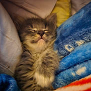 Buddy joined the competition — help win amazing prizes! abyssinian, animal, baby, blanket, cat, couch, furniture, kitten, manx, person, pet, quilt, siamese, sleeping, towel