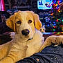 dog, indoor, living_room, christmas_tree, holiday_lights, pet, canine, sofa, television, decorations, furniture, cozy, animal, closeup, cute, relaxing, companion, holiday, background, curious