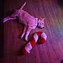 dog, sleeping, plush_toy, candy_cane, wooden_floor, indoor, pet, purple_light, collar, relaxed, animal, laying_down, fur, toy, quiet, resting, home, domestic, cute, peaceful
