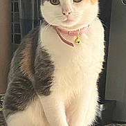 Muffy joined the competition — help win amazing prizes! cat, calico, feline, pet, collar, bell, sitting, countertop, kitchen, indoor, fur, whiskers, tail, ears, domestic_animal, animal, cute, alert, household, portrait