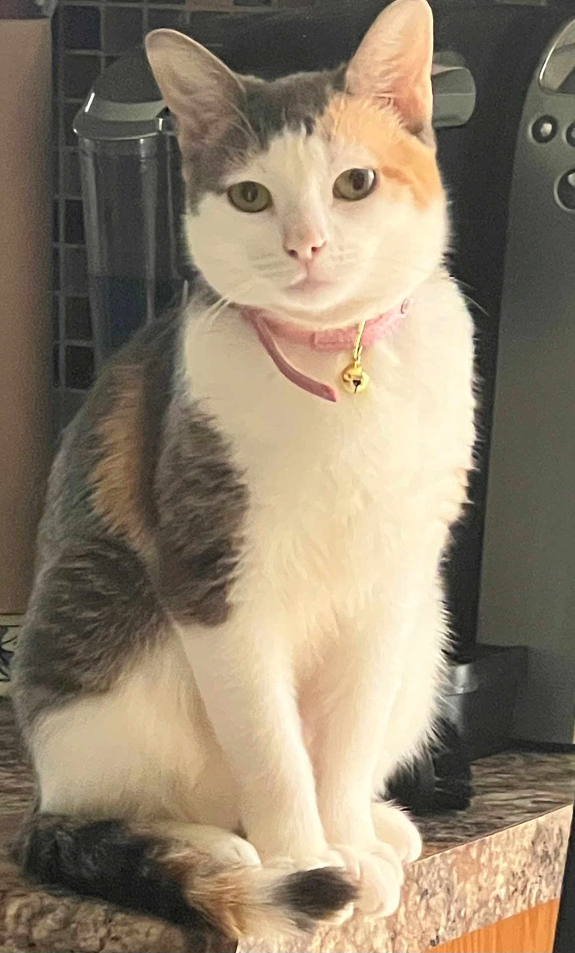 Muffy joined the competition — help win amazing prizes! cat, calico, feline, pet, collar, bell, sitting, countertop, kitchen, indoor, fur, whiskers, tail, ears, domestic_animal, animal, cute, alert, household, portrait